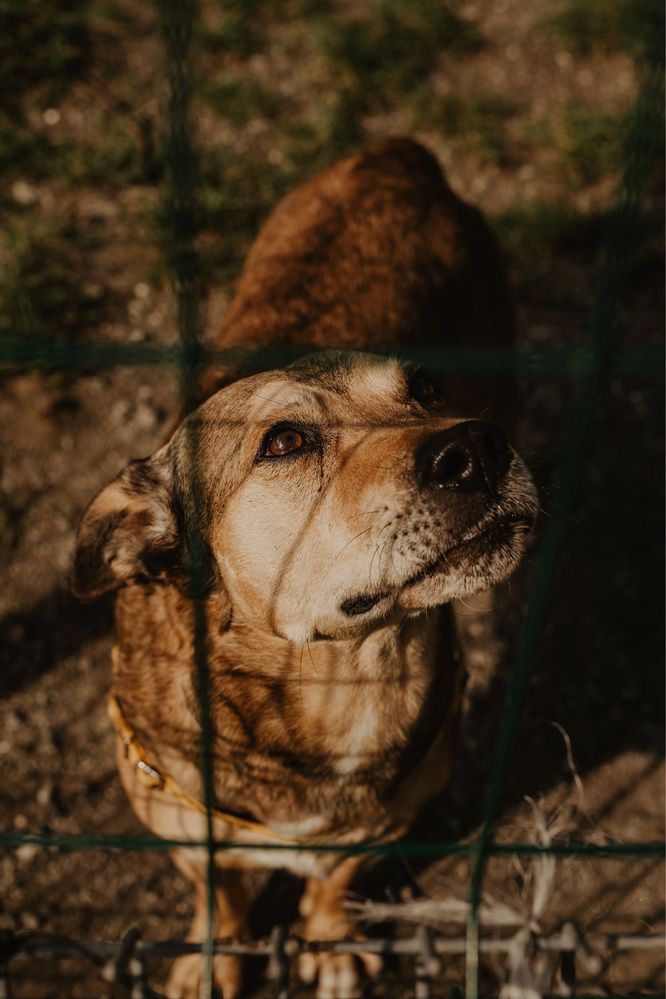 Hugo- 9 lat od szczeniaka w schronisku:(