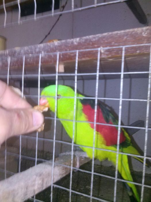 Папугай червонокрилий