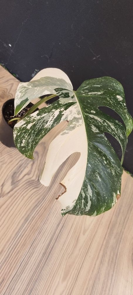 Monstera variegata