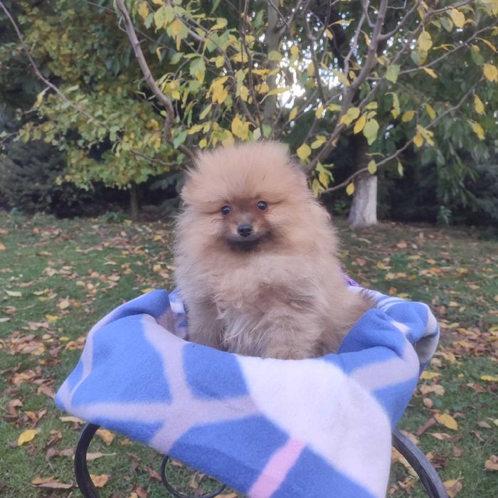 Wzorcowy Mały Szpic rodzice FCI