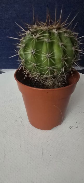 Kaktus Echinopsis 8 CM
