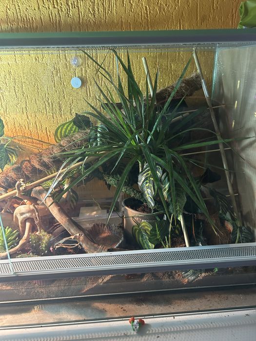 Terarium dla gekona