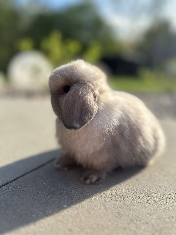 MINI LOP królik karzełek miniaturka ZAREJESTROWANA HODOWLA