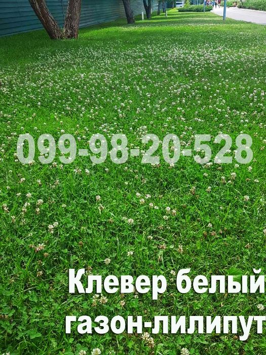 АКЦІЯ! 1кг газон конюшина біла мікро 100% насіння семена клевер белый