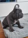 Buldog Francuski  Blue Chłopczyk
