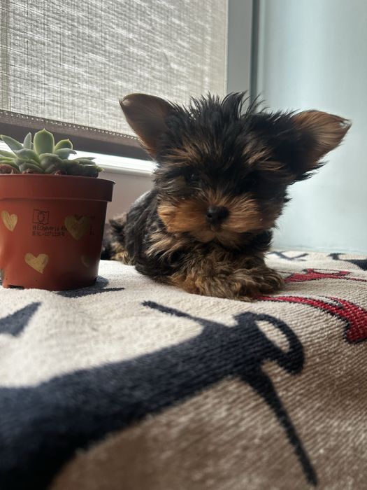 Yorkshire terrier