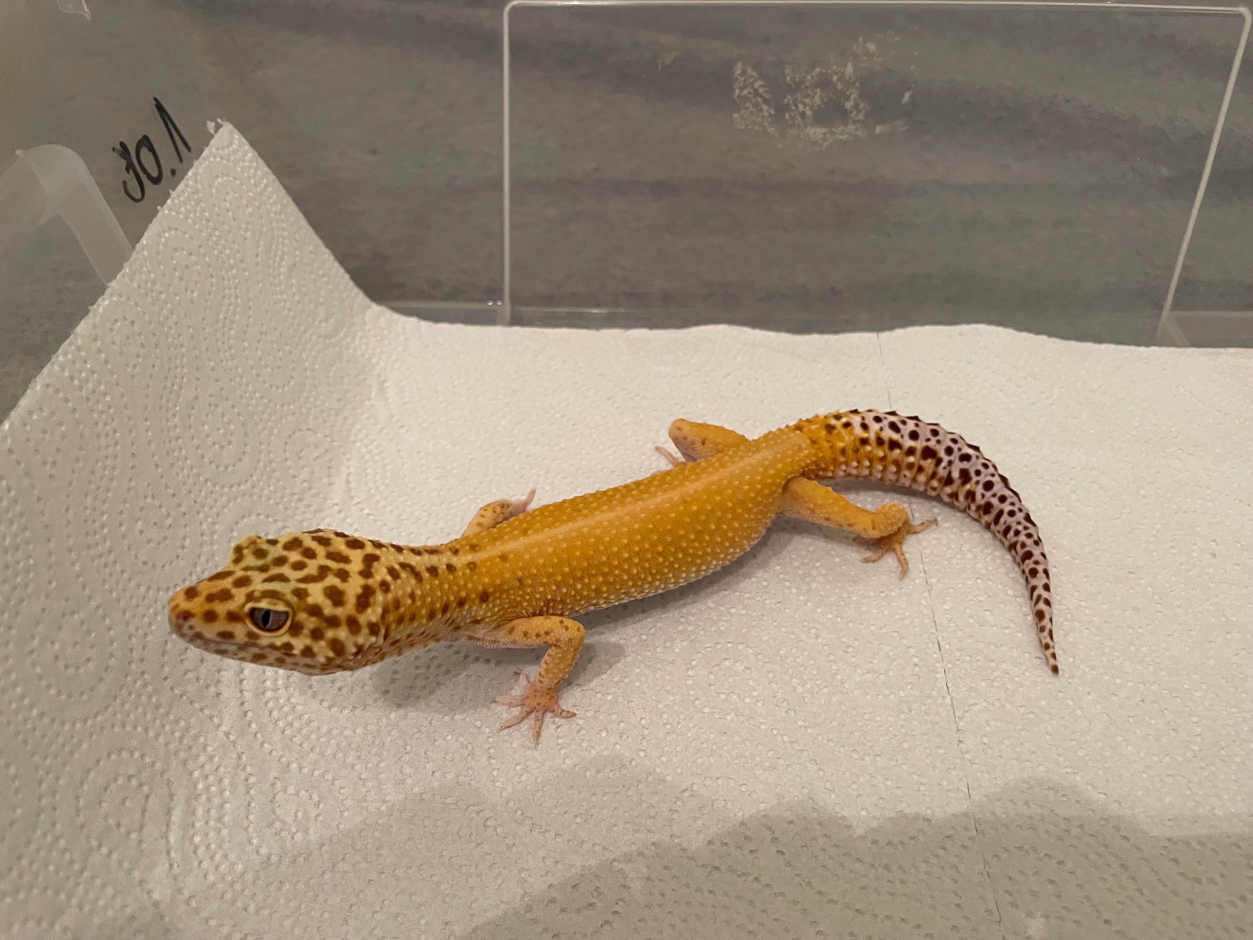 Gekon Lamparci Tremper Albino