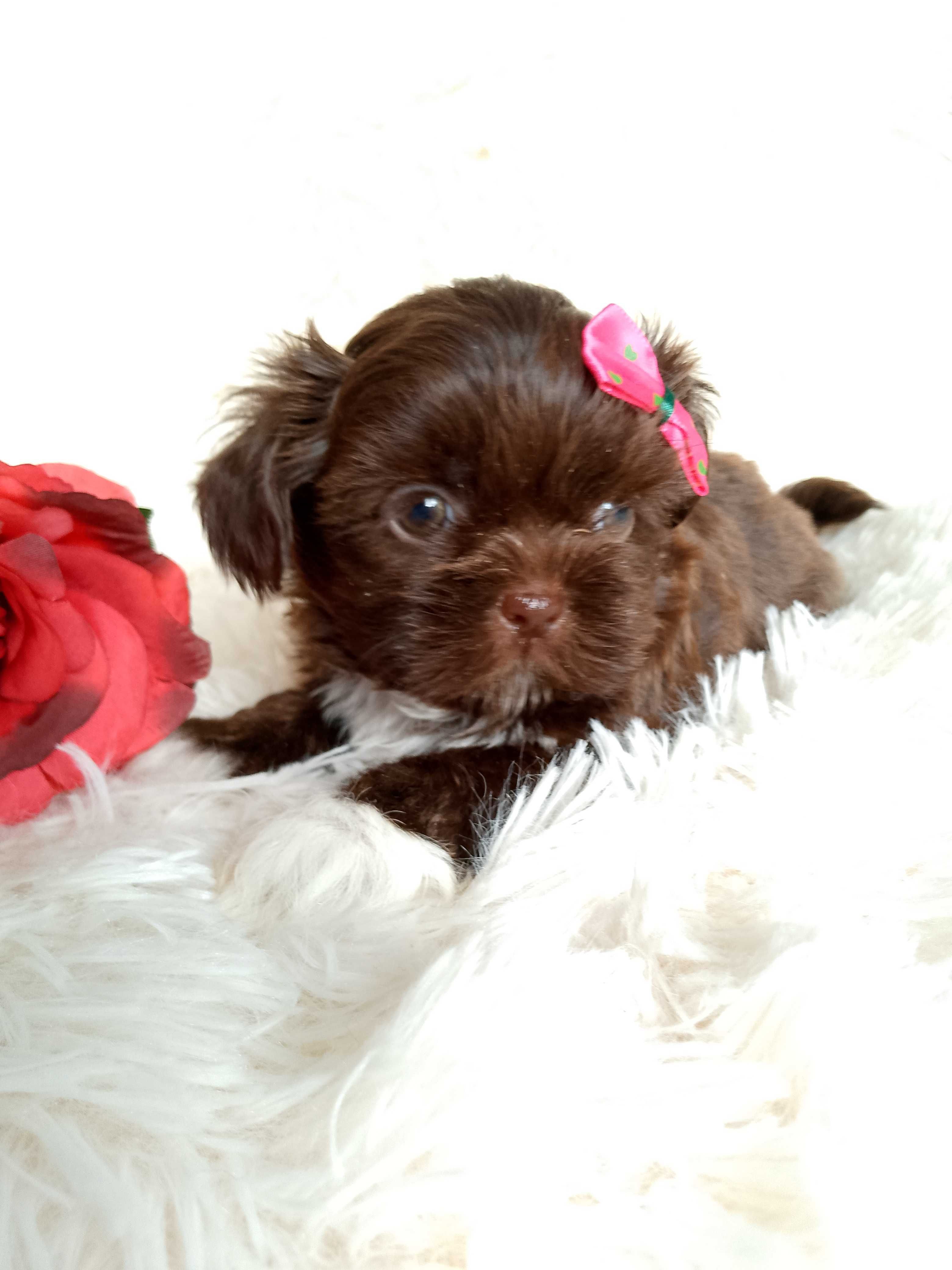 GOTOWA DO ODBIORU czekoladowa suczka rasy Shih-Tzu