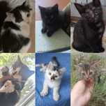 Очаровательные котята даром. Котенок бесплатно. Кот. Кошка.