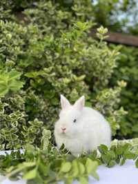 Кролики карликові,гермелін