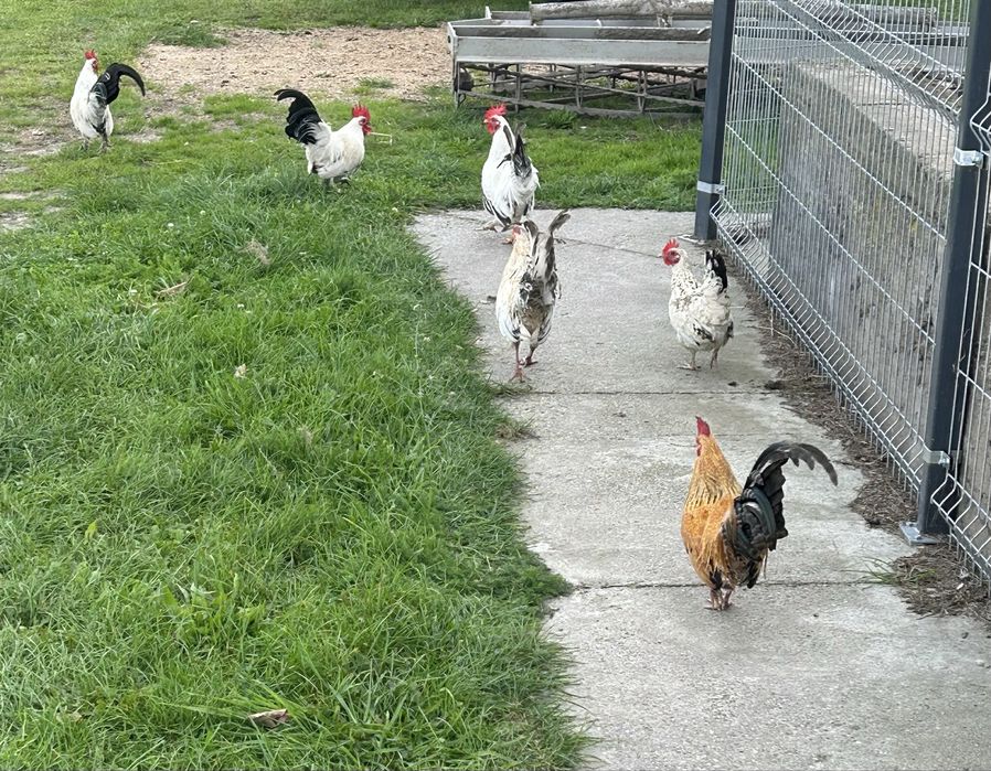 Kogut liliput tegoroczny