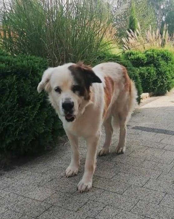 PUMBA to miła duża, rodzinna sunia