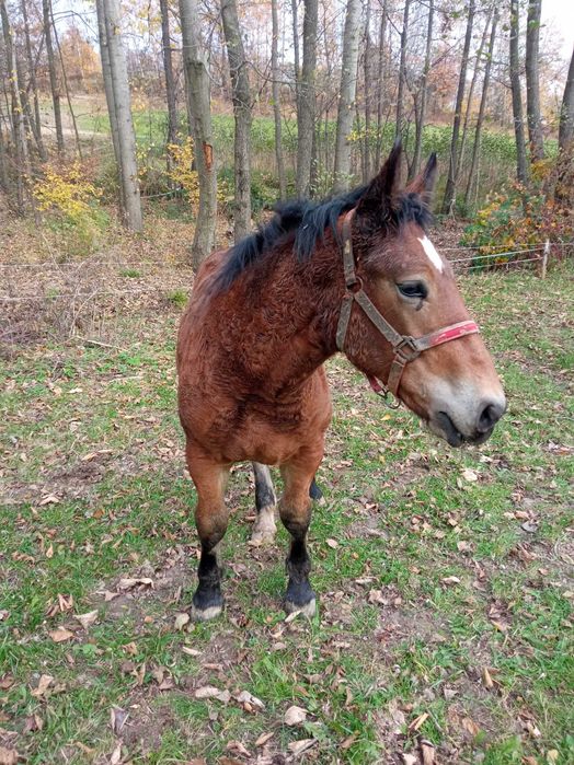 Sprzedam 2 źrebaki rasy PKZ