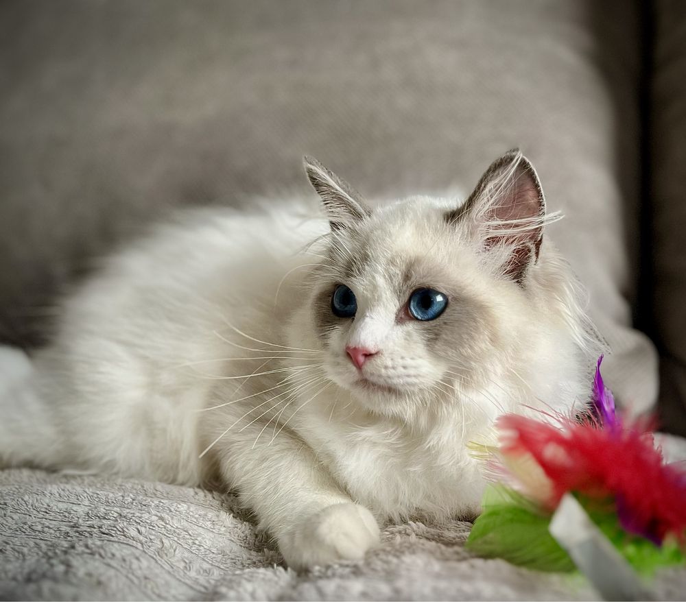 Ragdoll sliczny chlopczyk