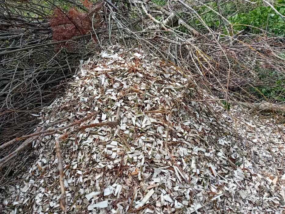 Wynajem usługi rozdrabniacz rozdrabnianie rębak mielenie gałęzi zrębki
