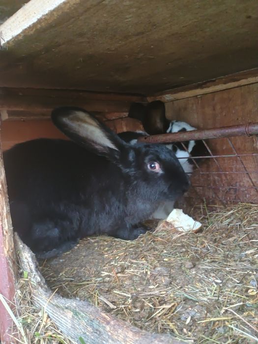 Sprzedam młode kruliki