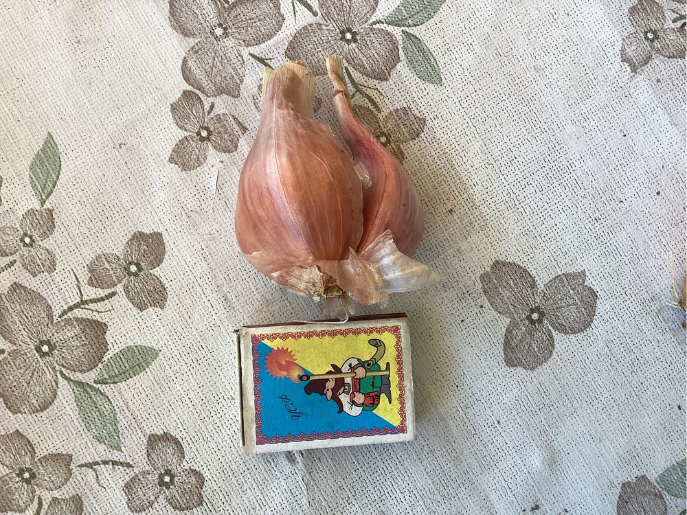 Цибуля Шалот на посадку