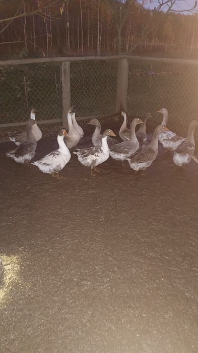 Gęsi andersy młode