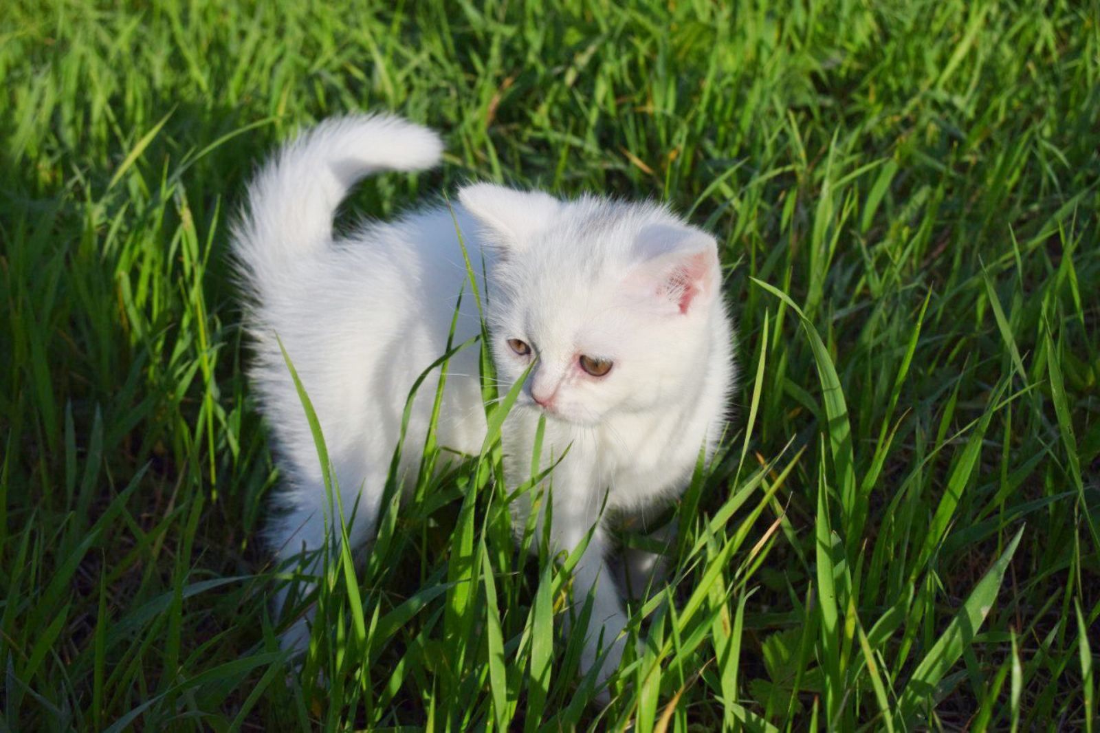 Шотландське кошеня