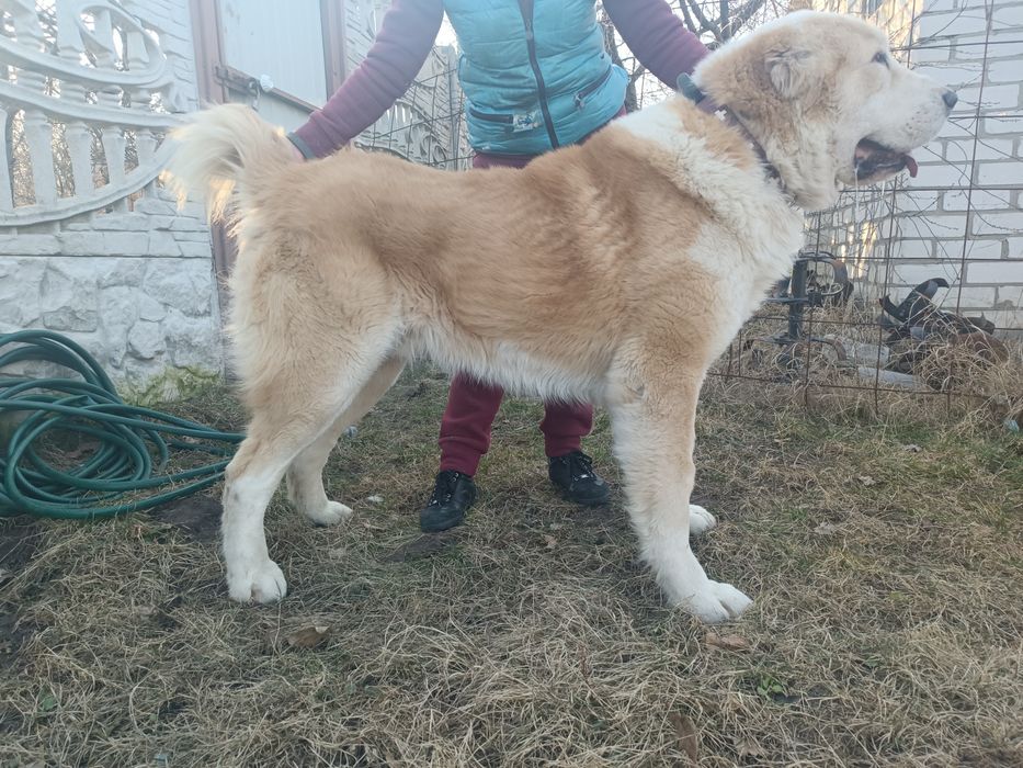 Кобель САО вязка