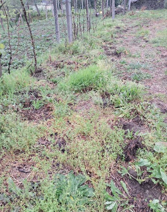 Terreno e casa nao habitável em portela do vade concelho vila verde
