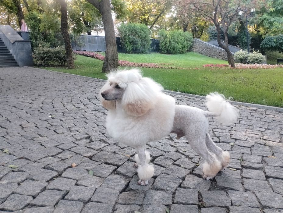 Пудель Аprikot color ВЯЗКA!! Договорная!!Стандарт FCI титулованный