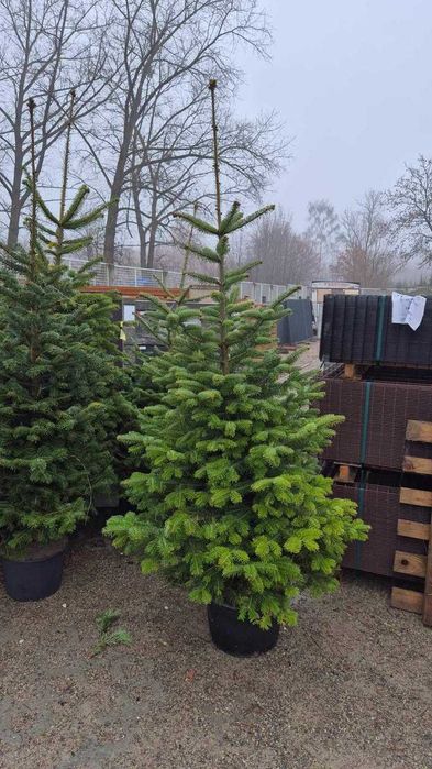 Jodła kaukaska - jesienne nasadzenia - plantacja