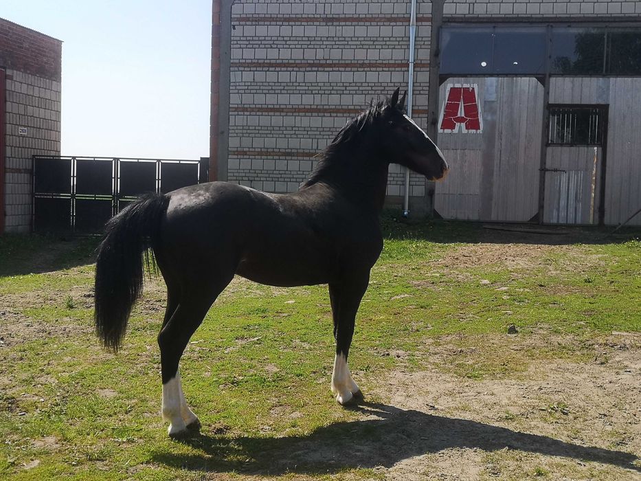 Ogier typ szlachetny