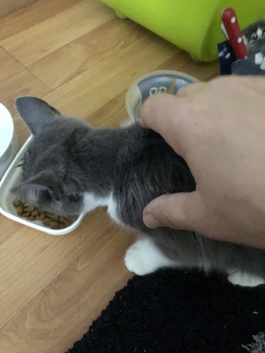 Gatinho com 3 meses