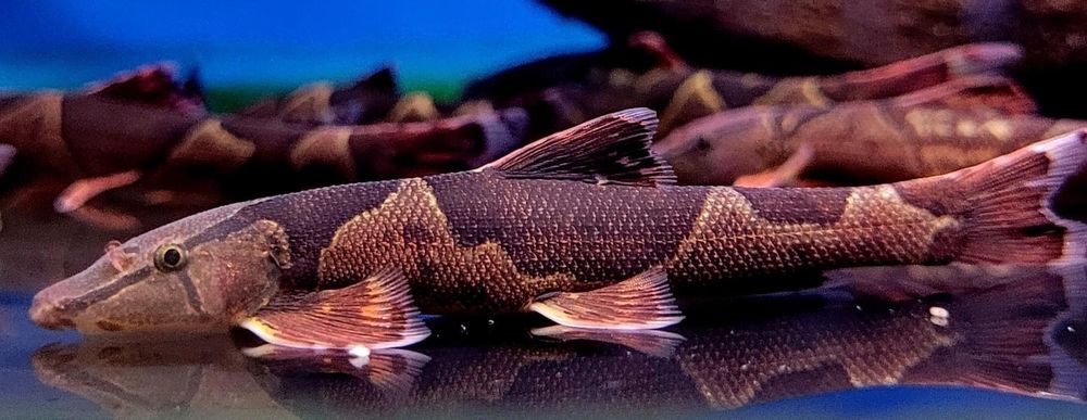 Przylga siodłata ryba rarytas