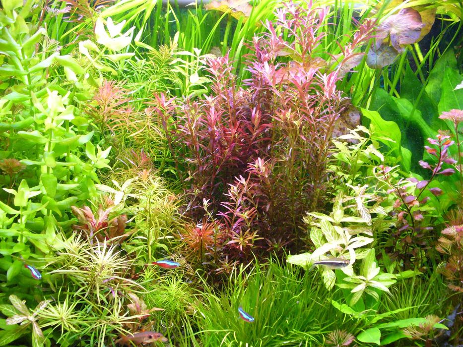 Rotala Blood Red Singapore-zestawy.
