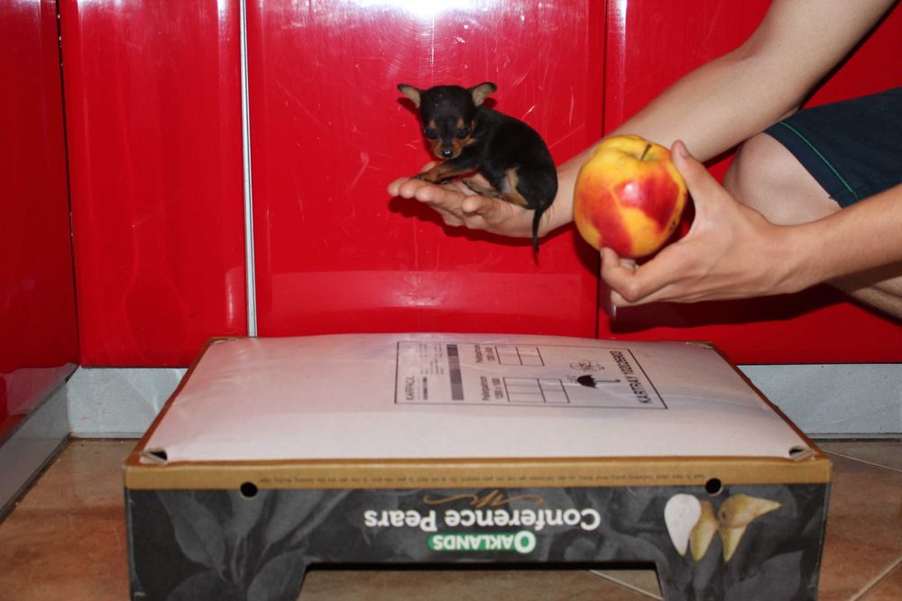 Ratlerek Ratlerki Pinczer Piesek