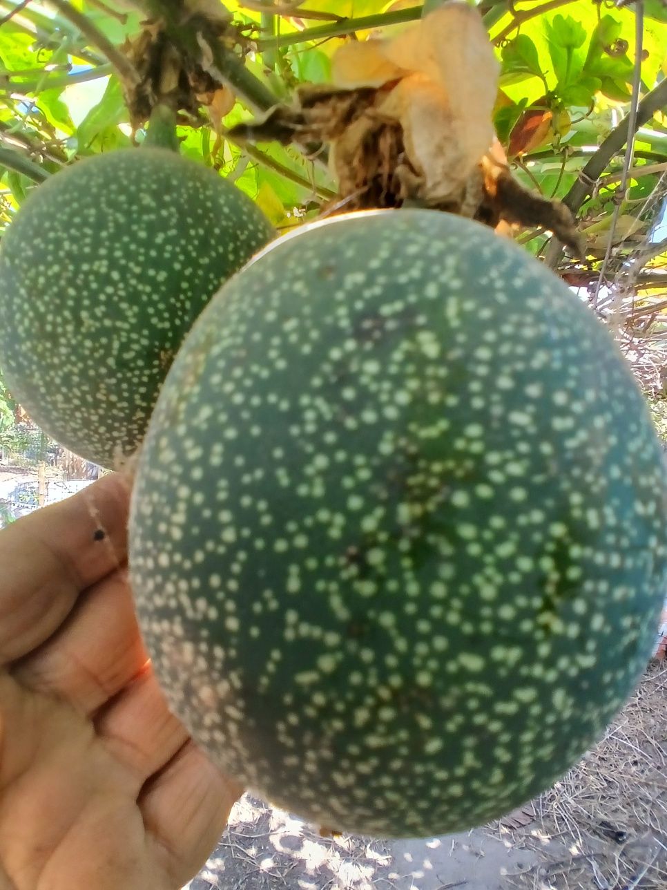 Plantas Maracujá banana ? o Poderoso Resistente.