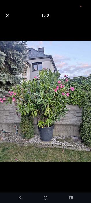 Sprzedam trzy prawie dwumetrowe oleandry.