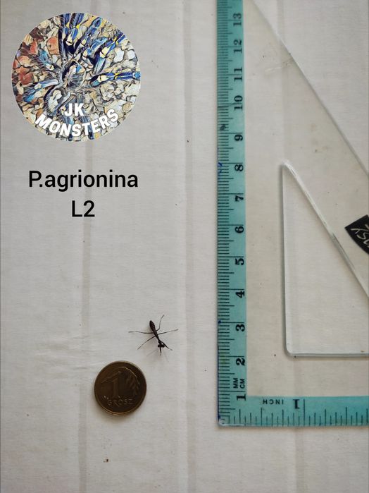 Modliszka Parasphendale agrionina+gratisy