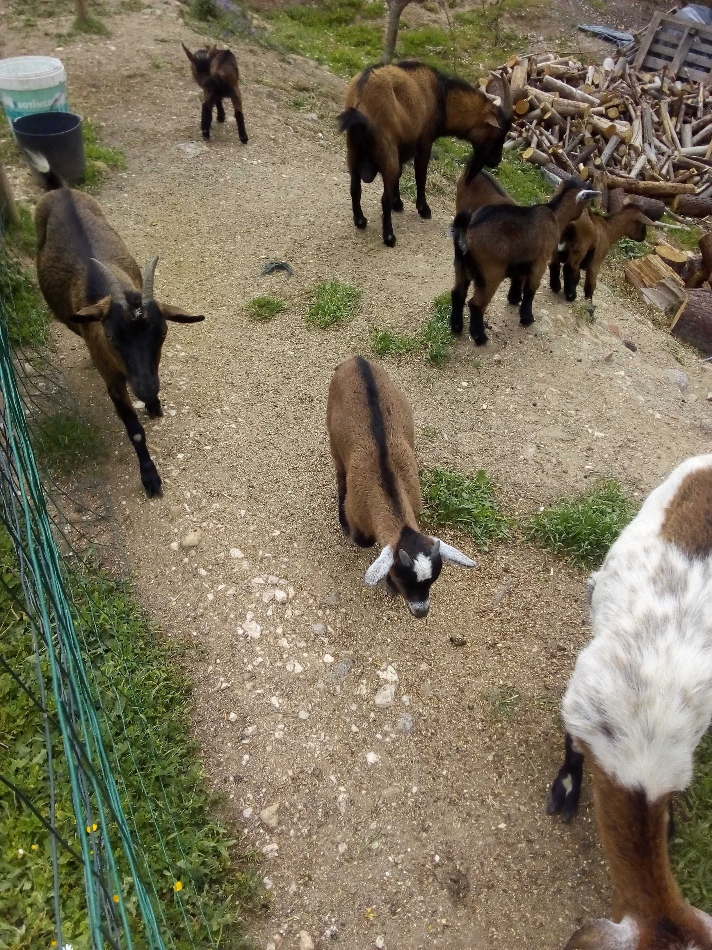 Vendo Cabritas anãs