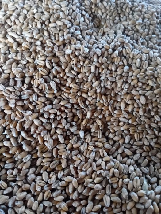 pszenica dla kur emil