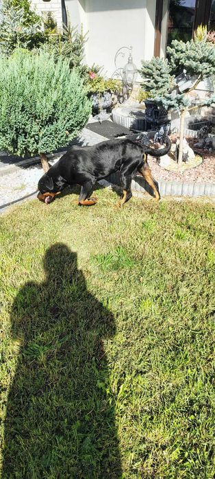 Rottweiler pies dorosły