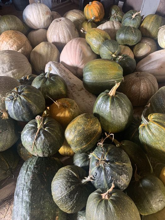 Aboboras porqueiras medias e meninas grandes