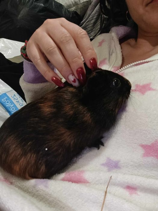 Морская свинка Буся