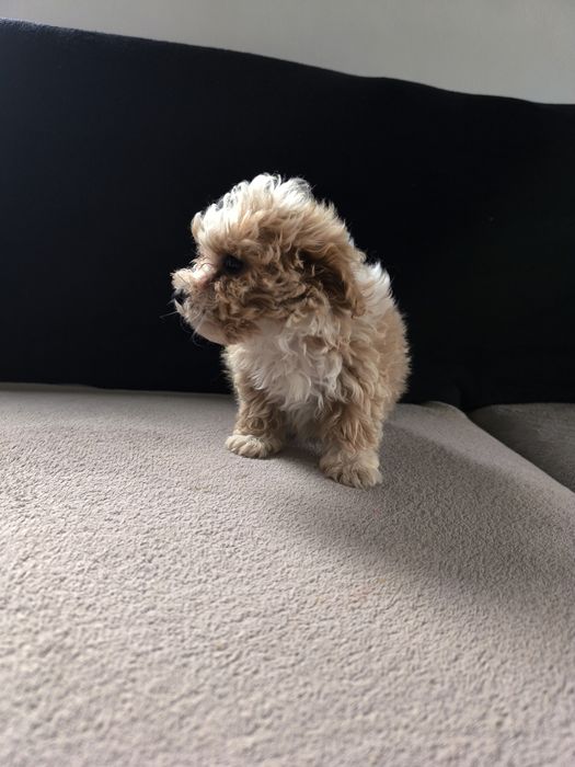 Maltipoo piesek szczeniak