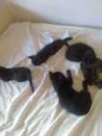 Tenhos gatinhos  bebes  para doar