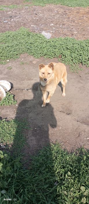 Віддамо грайливих собачок