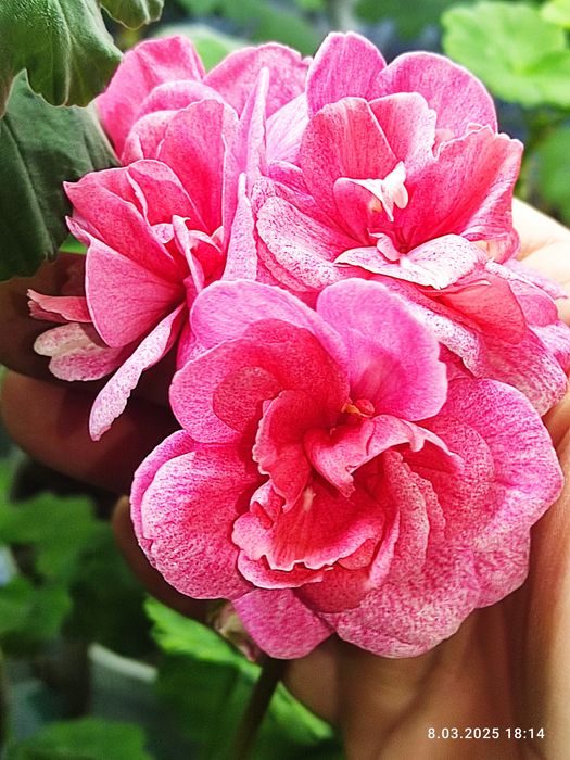 Продаю пеларгонію