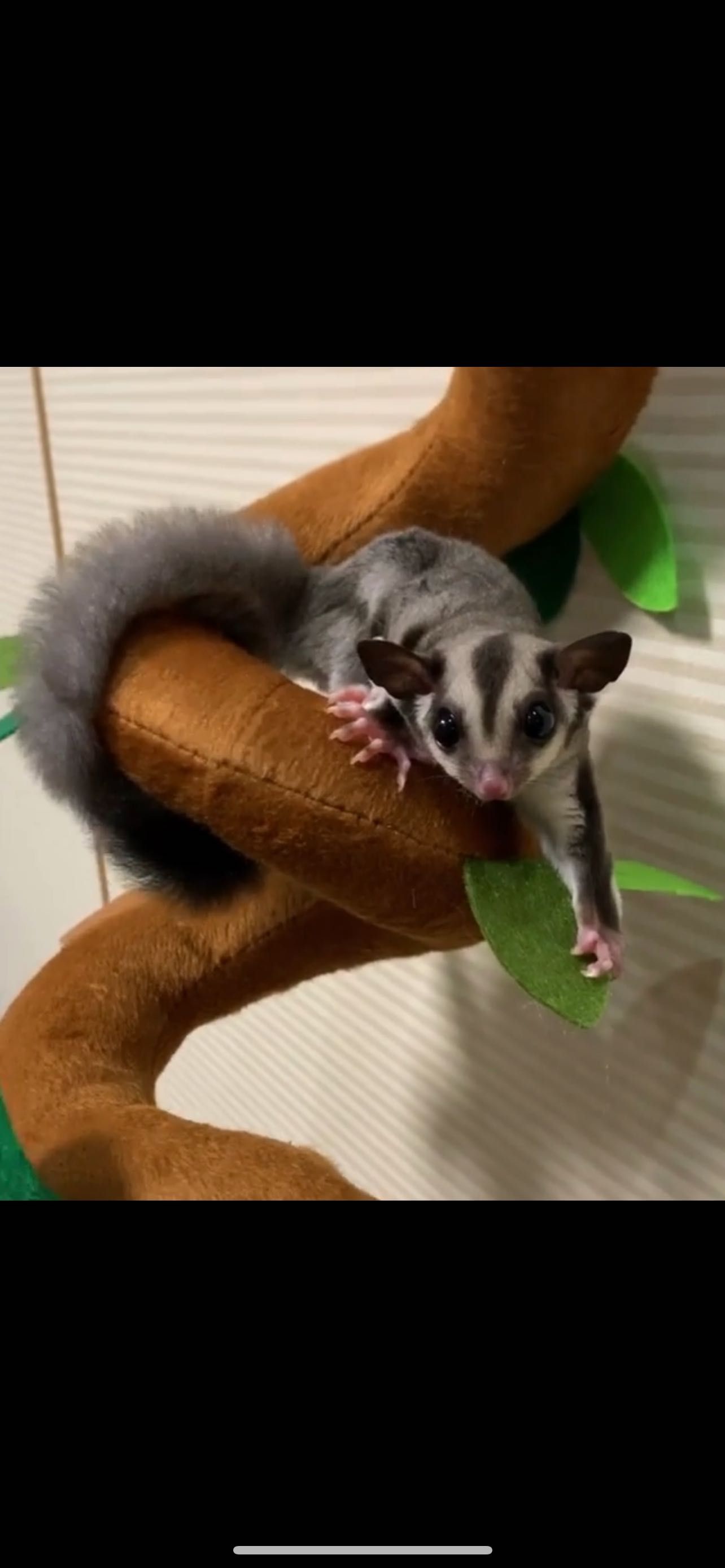 lotopałanka sugar glider samiec