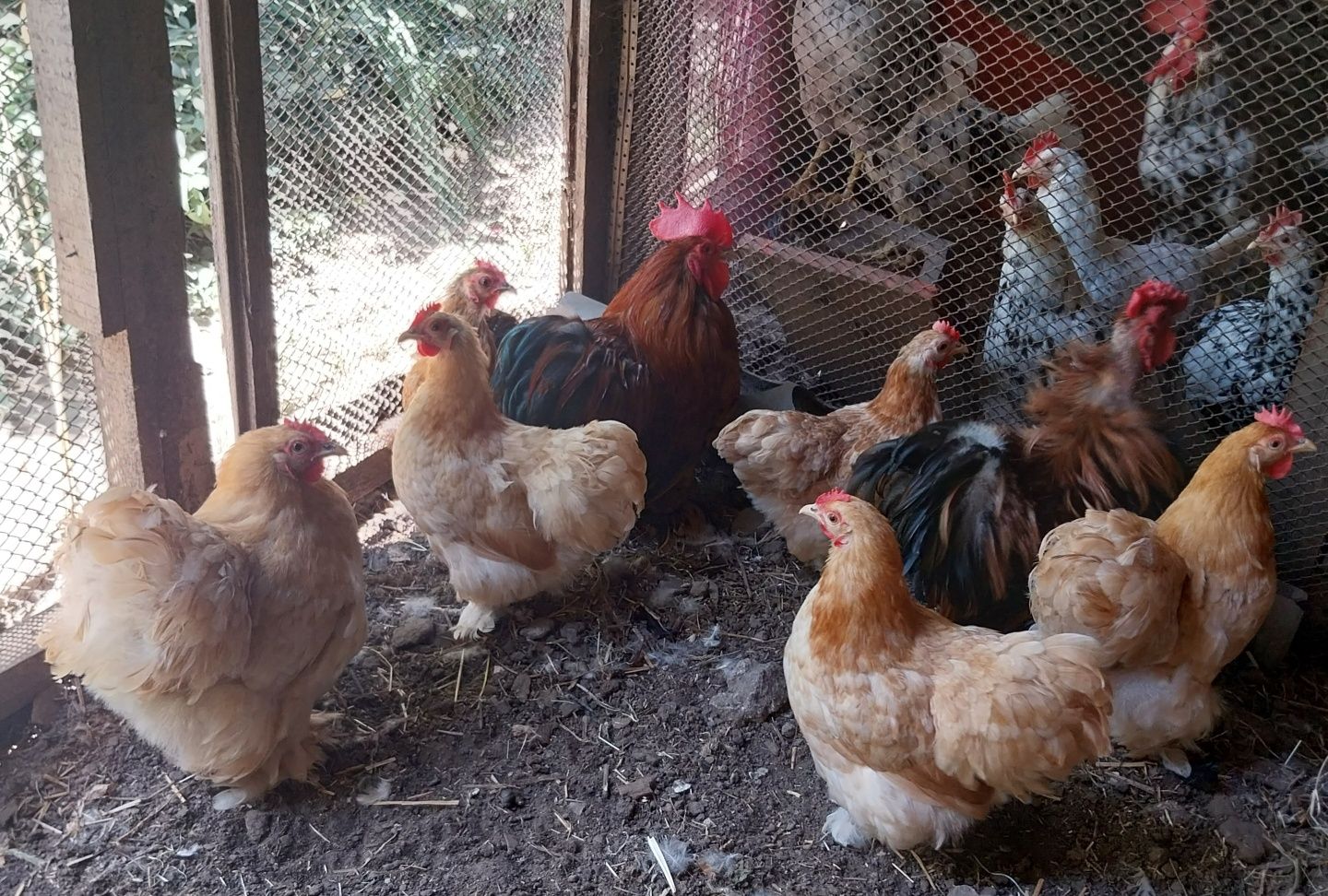 Карліковий кохінхин