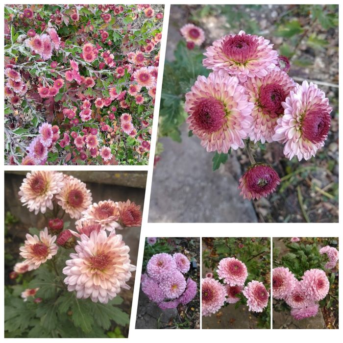 Хризантеми високорослі  та середньої висотипо 5 грн