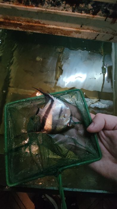 Pterophyllum Scalare MIX