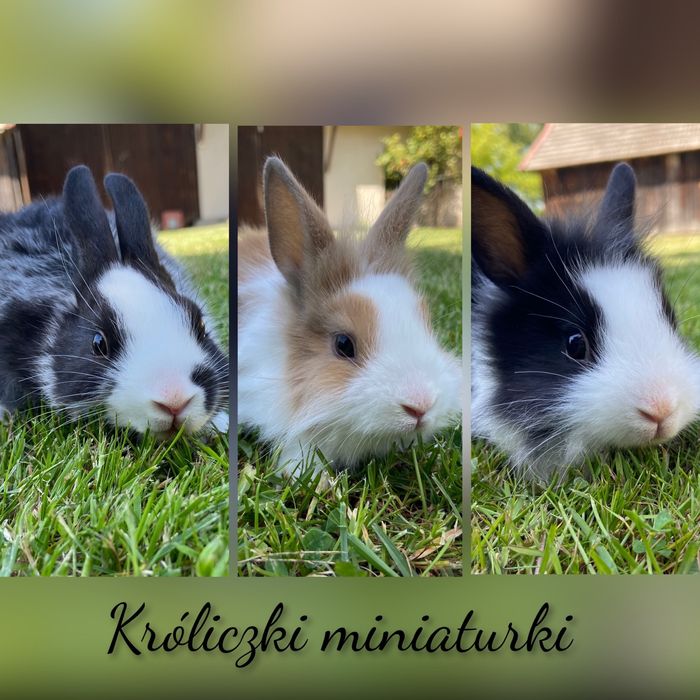 Królik miniaturka / króliczki miniaturki / królik