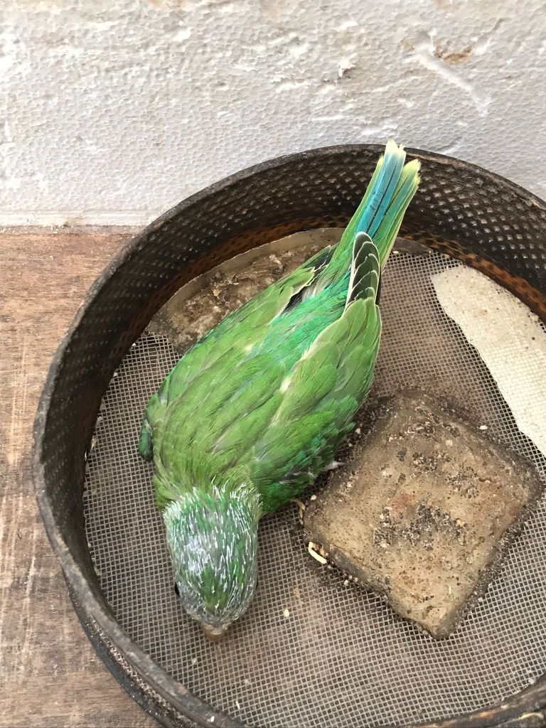 Cabeça de ameixa/ Pyhrra para criar á mão